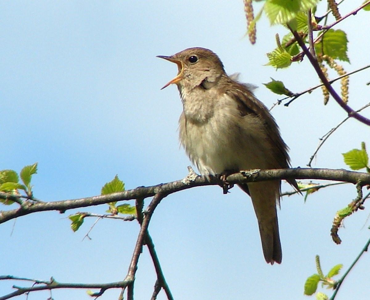 Певчие птицы Новгородской области