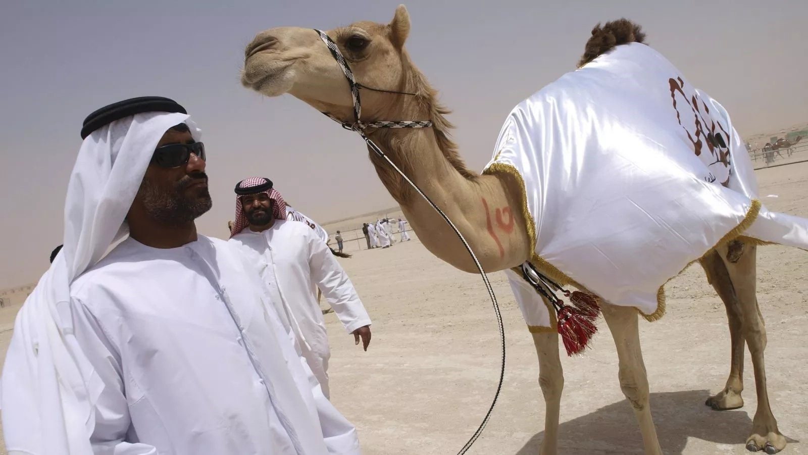 Арабский верблюд. Араб на верблюде. Саудовская Аравия Верблюды. Арабский Шейх в пустыне.