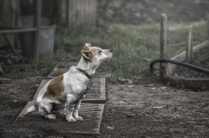 Собака на привязи