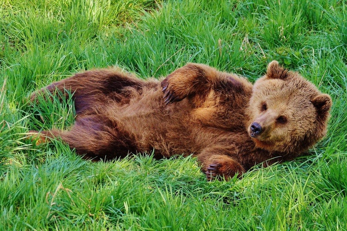 Медведь коричневый фото