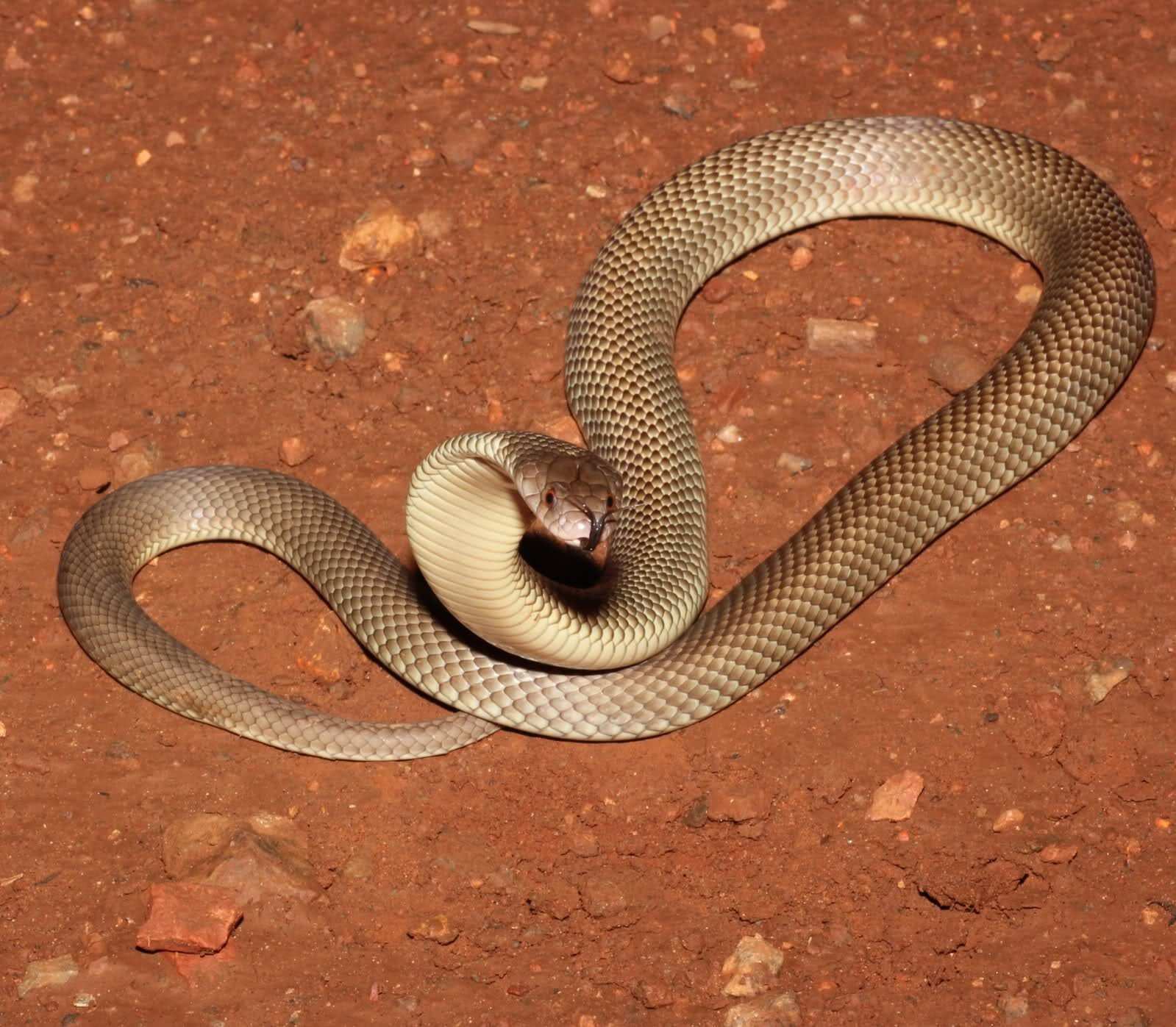 Самые ядовитые змеи фото. Мулга змея коричневый Король. Австралийская змея мулга. Тайпан мамба Кобра. Змея ядовитая мулга.