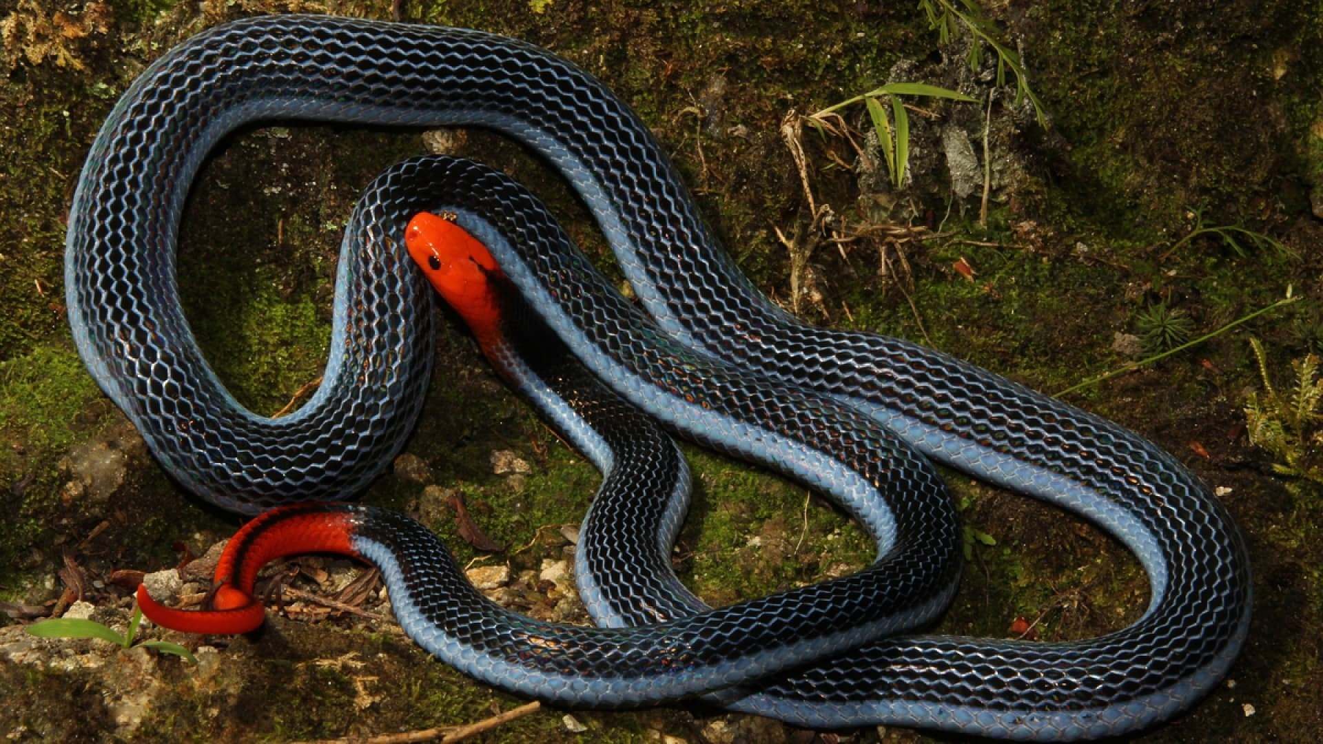 В россии есть змея. Calliophis bivirgata. Уж полоз. Палестинская гадюка (Vipera Palaestinae). Змеи уж, гадюка, Кобра, полоз.