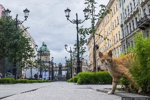 Республика котов спб