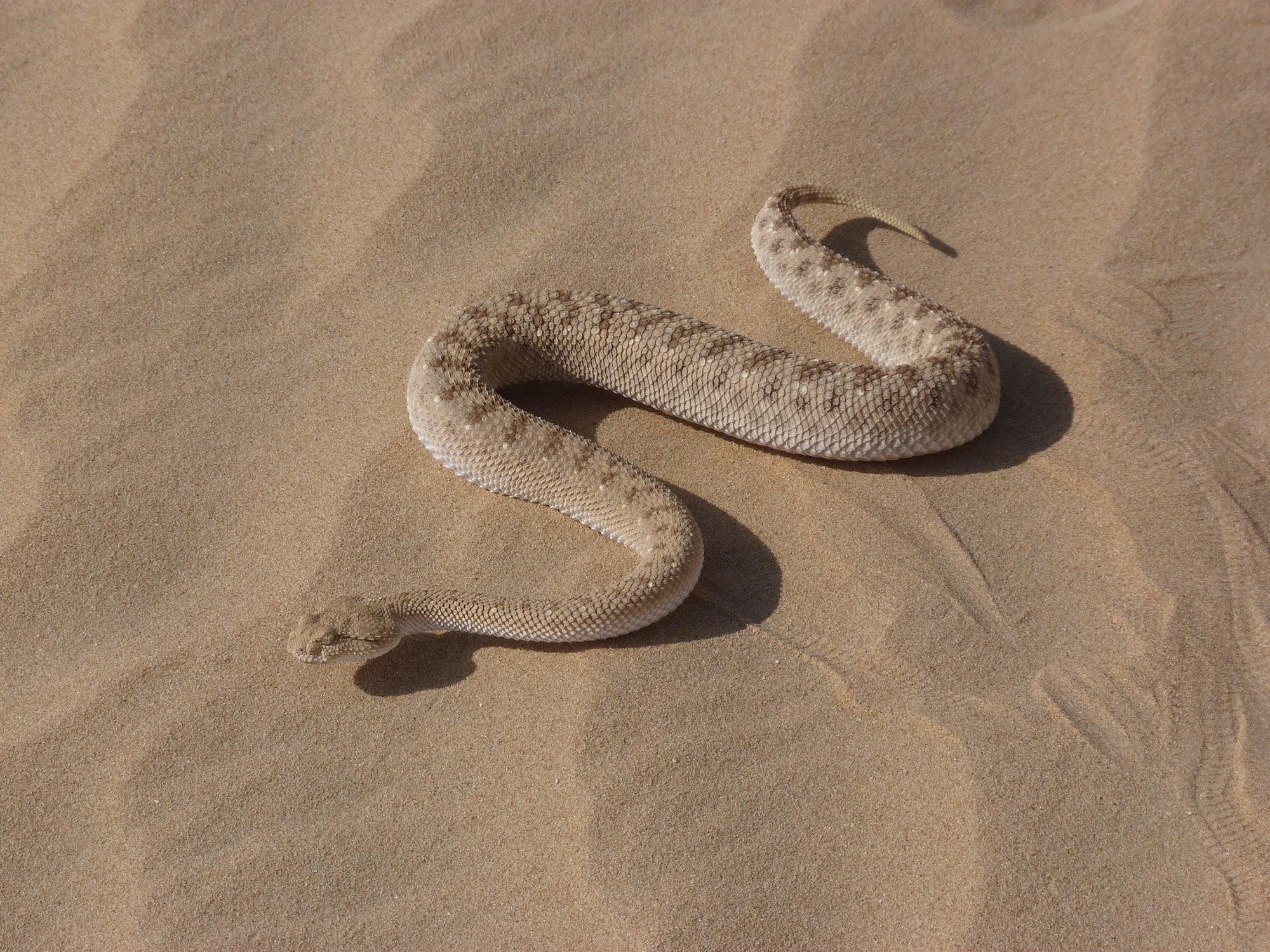 Искушение песчаного змея. Песчаная Эфа змея. Египетская Песчаная Эфа. Песчаная Эфа (Echis carinatus). Песчаная Эфа альбинос.