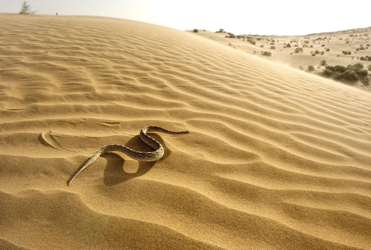 Искушение песчаного змея. Песчаный Бархан Сарыкум. Змеи пустыни Гоби. Пустынная змея Эфа. Пустыни Песчаная Эфа.