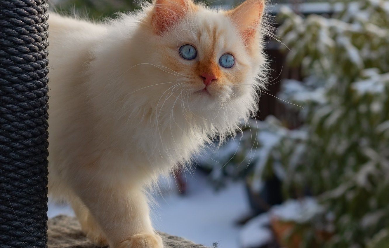 Красивые зимние кошки