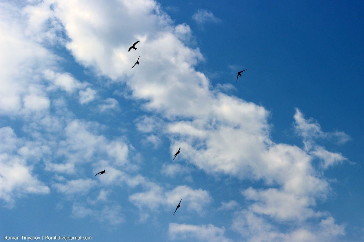 Весеннее небо с птицами фото