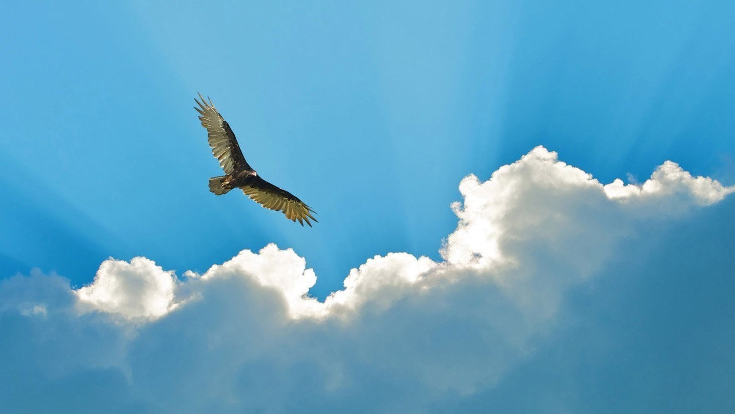 фото орлов в небе
