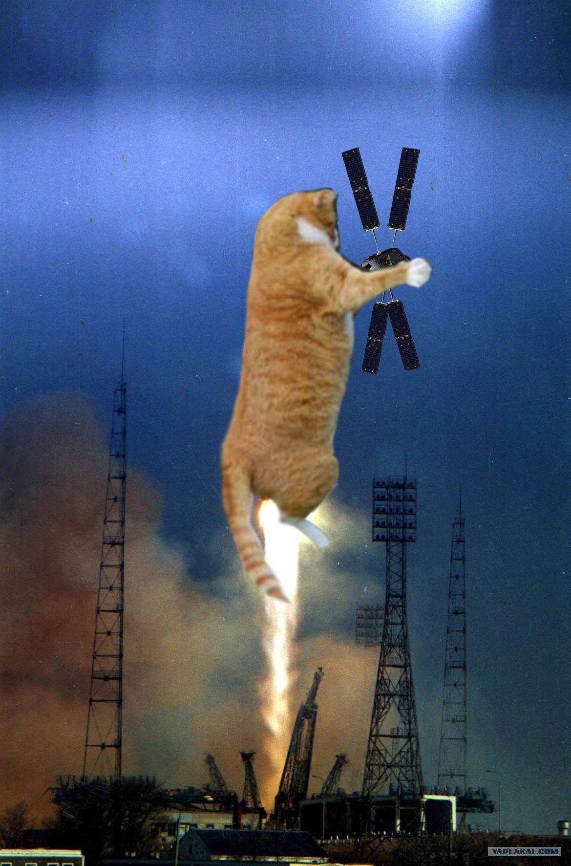 Кошка полетевшая в космос. Кот на ракете. Кошка в космосе. Кот улетает в космос. Котик космонавт.
