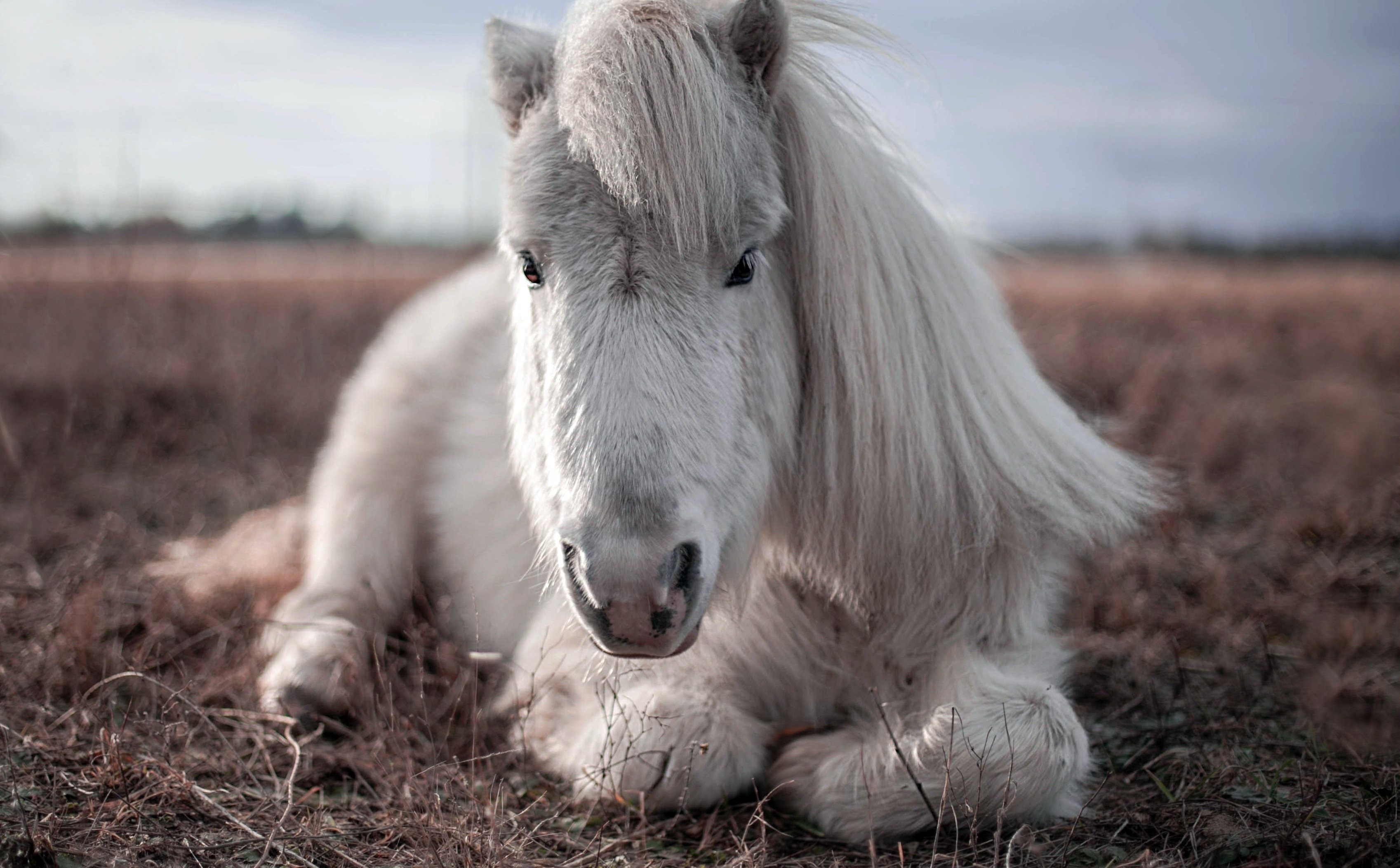 Милые лошадки. Белый шетлендский пони. Пушистая лошадь. Лохматая лошадь. Белая лошадь.