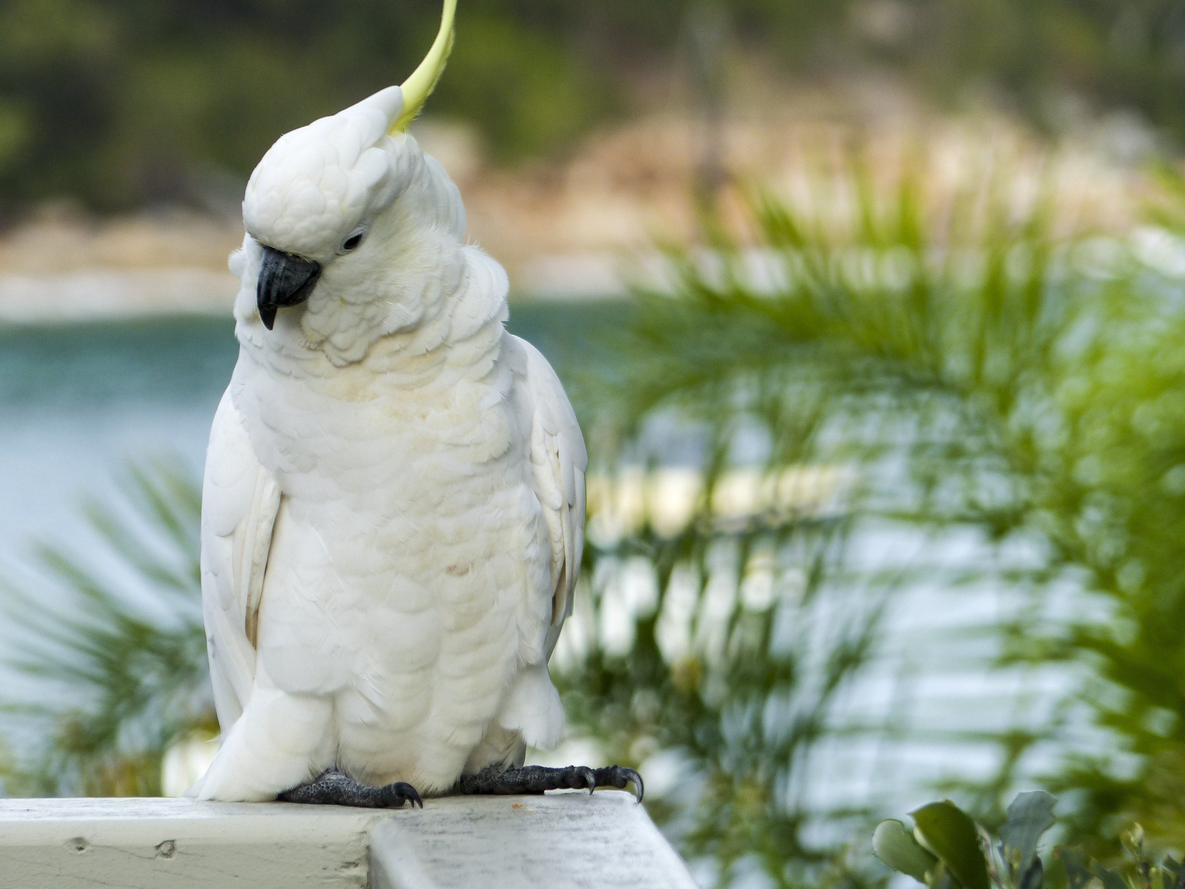 Большой какаду. Попугай Какаду. Белый попугай Какаду. Белохохлый Какаду. Большой белый Какаду.