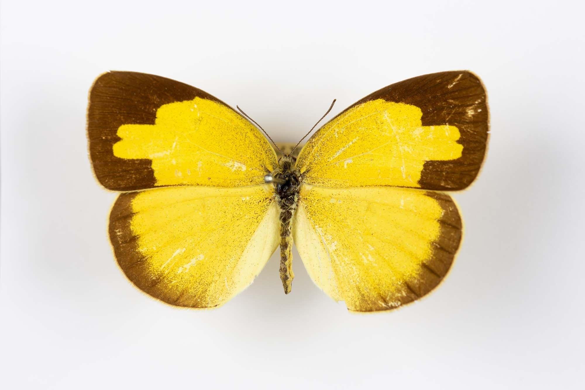 Бабочка с желтыми крыльями. Эурема бабочка. Eurema hecabe. Жёлтая бабочка. Бабочки желтого цвета.