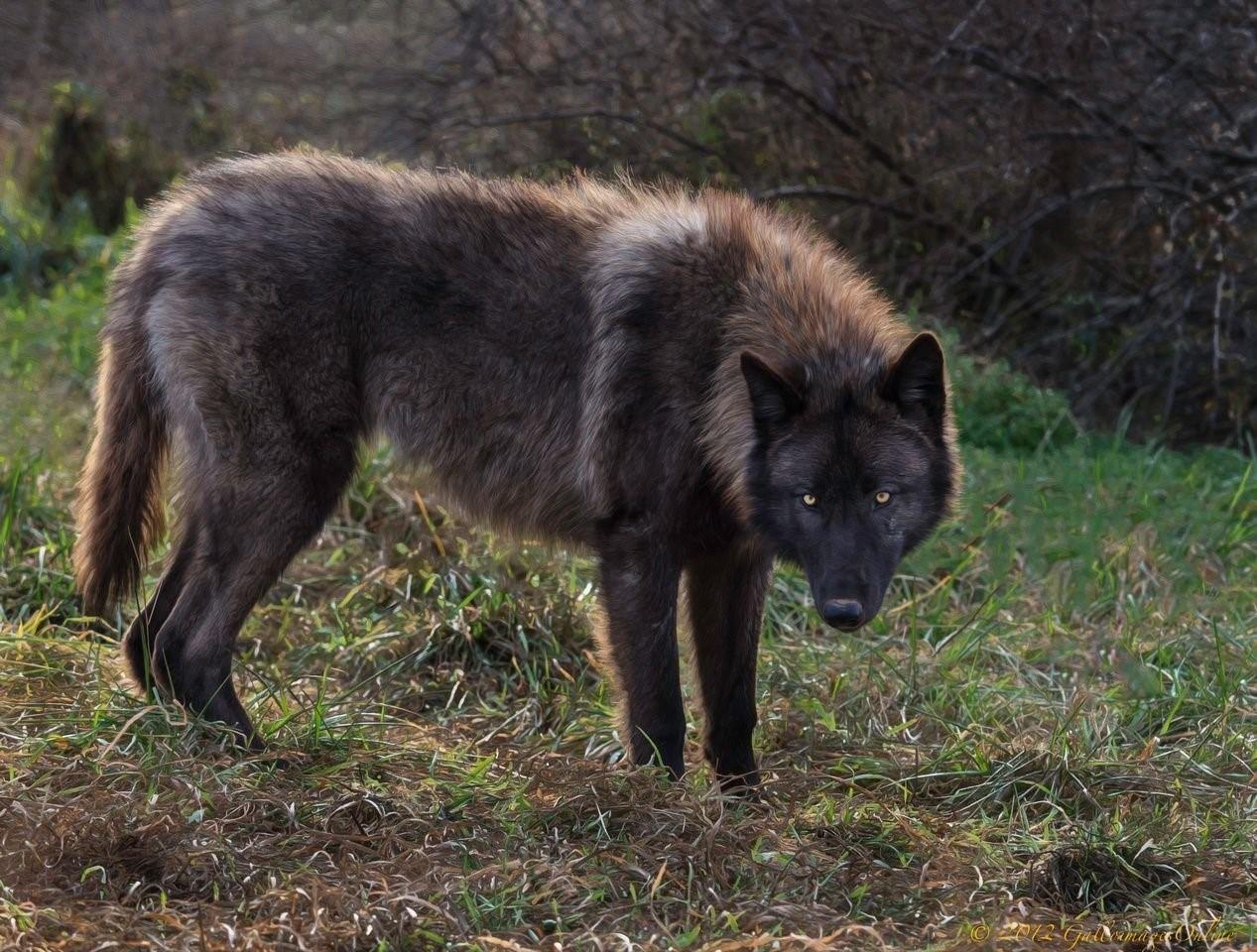 Разновидности волков фото и названия