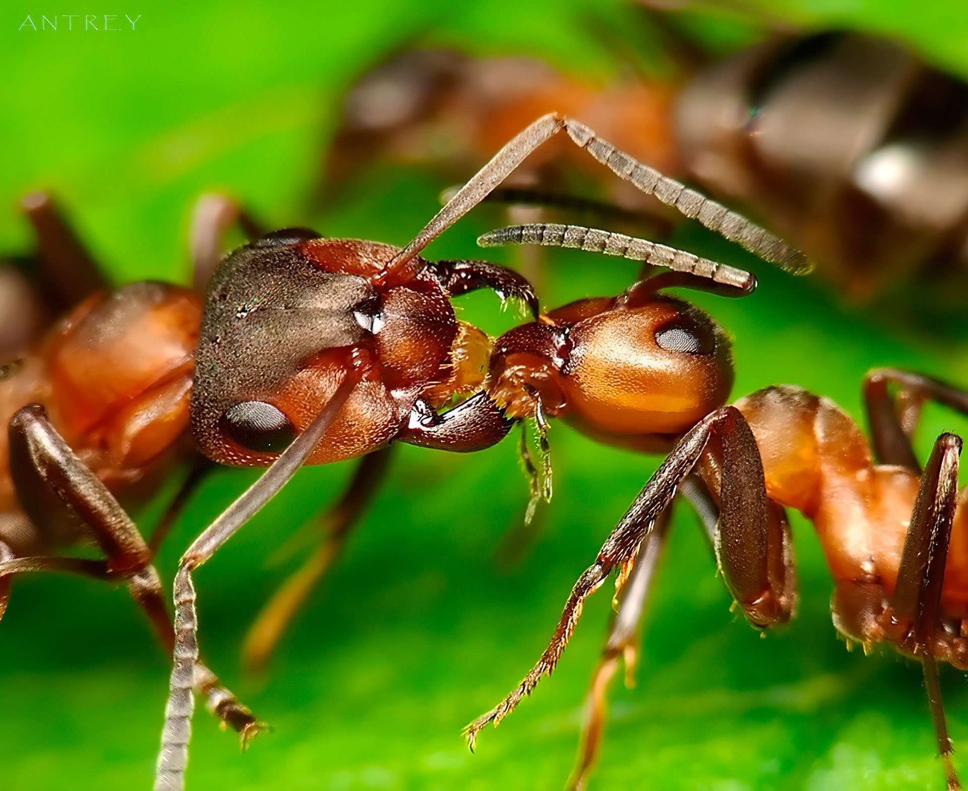 Покажи муравьев видео