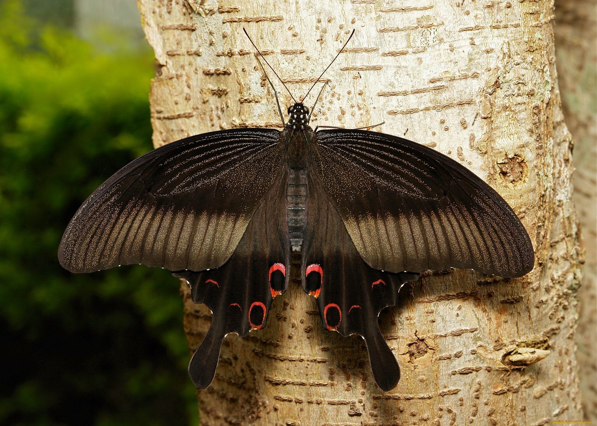 Черные ночные бабочки. Гарпия ночная бабочка. Гарпия большая бабочка. Гарпия шелкопряд бабочка. Черная Гарпия бабочка.