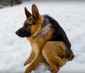 Все овчарки