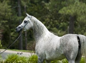 Арабский скакун