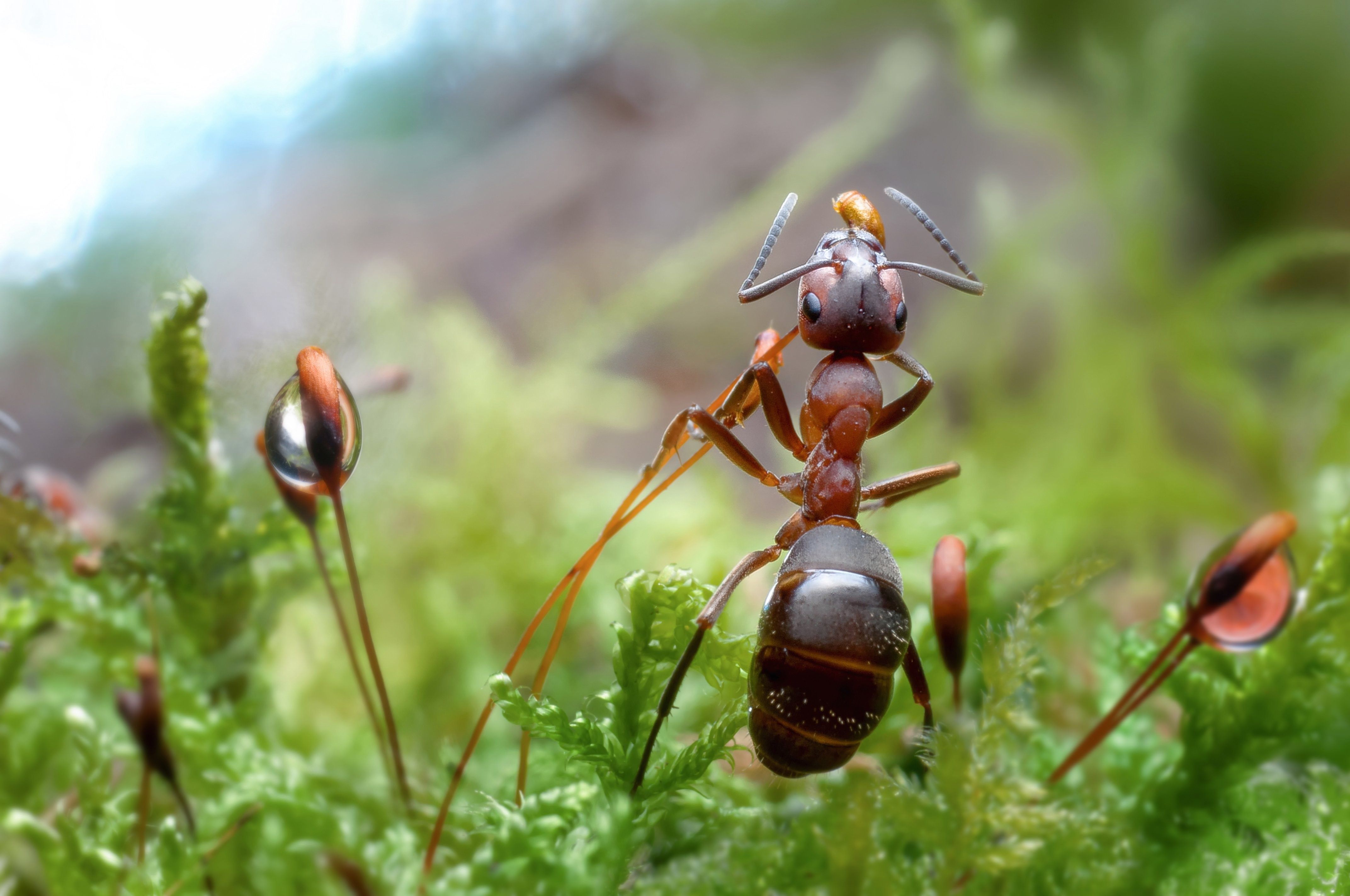 Фото муравья крупным