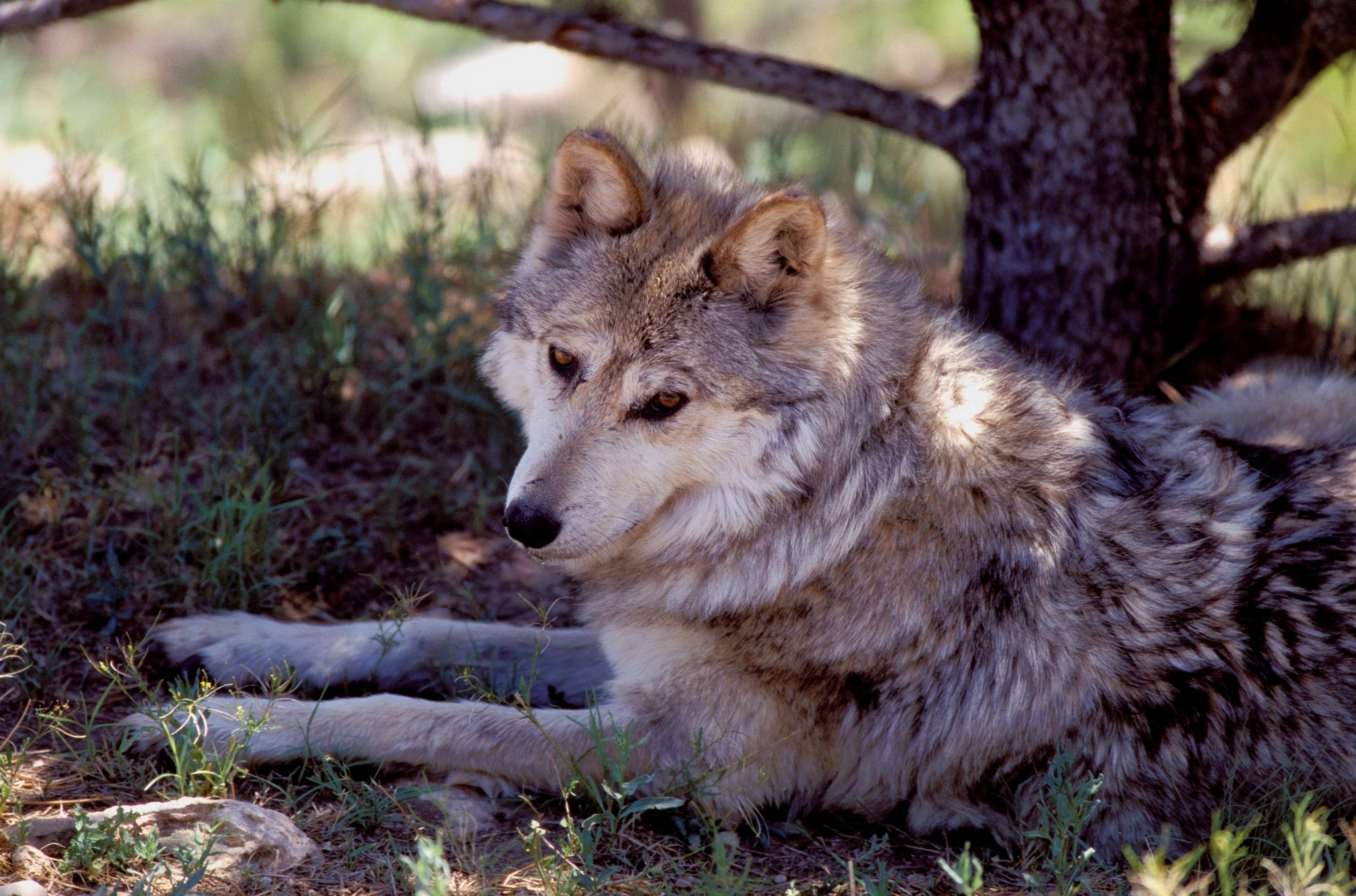 Фото самый красивый волк в мире фото
