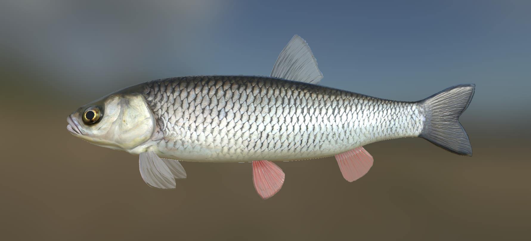 Рыба голавль фото и описание польза и вред