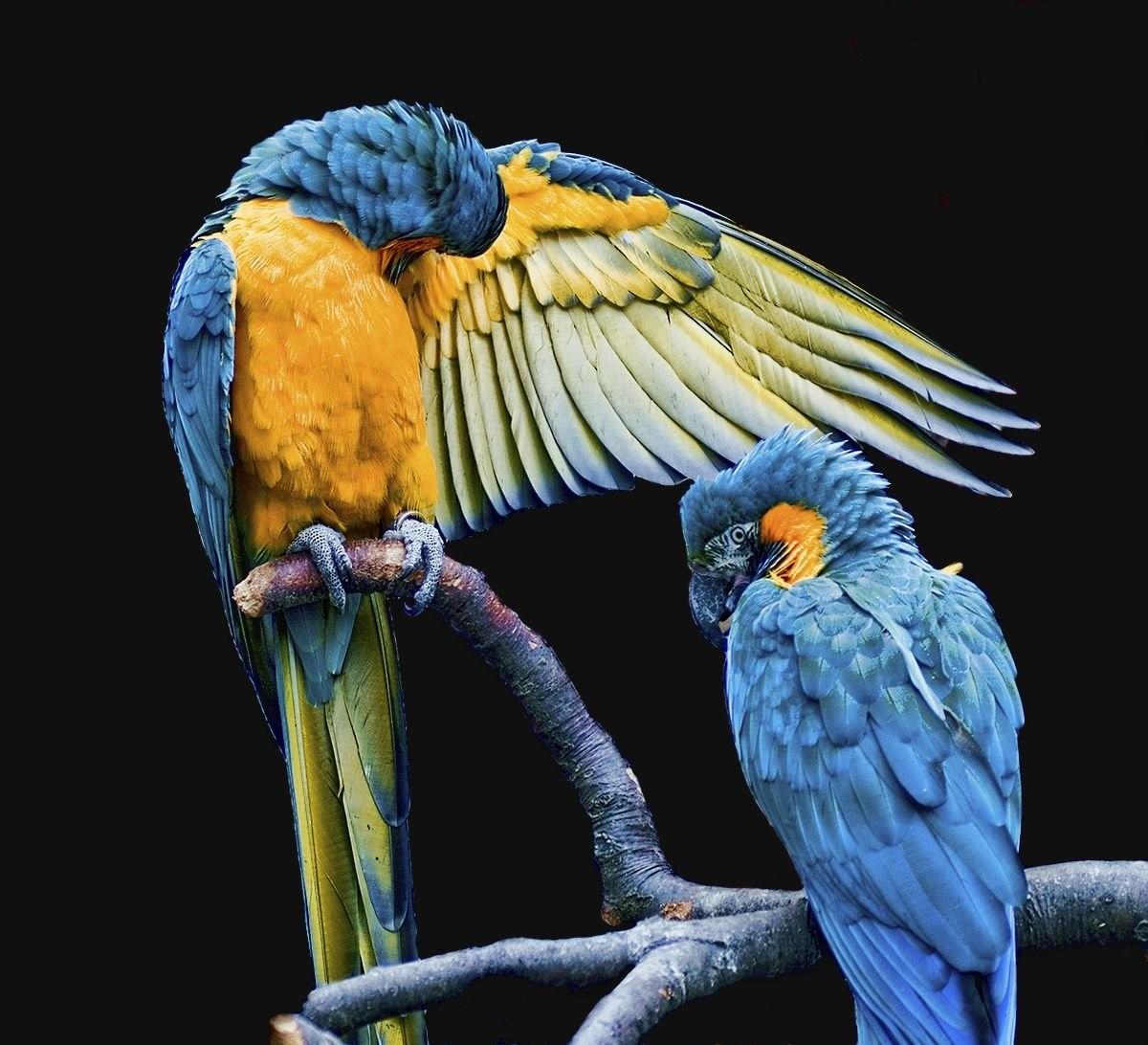 К чему снится попугай во сне. Blue and Gold Macaw. Blue & Gold Macaw Parrots. Неразлучники попугаи. Попугай Эстетика.