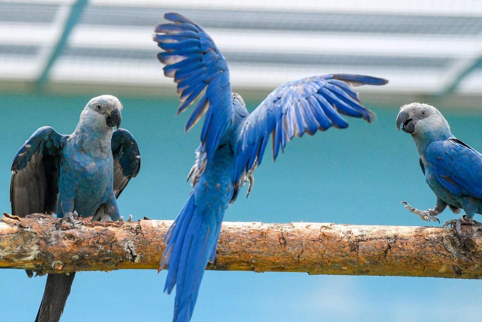 Какие бывают попугаи фото