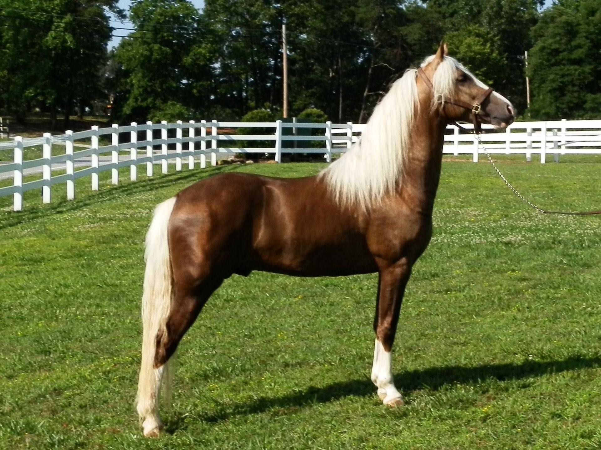Американская верховая. Теннесси Уокер лошадь. Лошадь породы Теннесси Уокер. Теннесси-Уокер (Tennessee Walker) - порода лошадей, к. Теннесийская прогулочная.