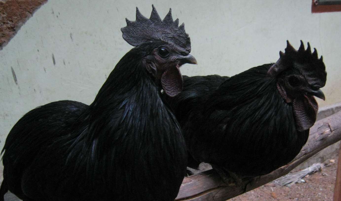 Порода кур с черным мясом фото