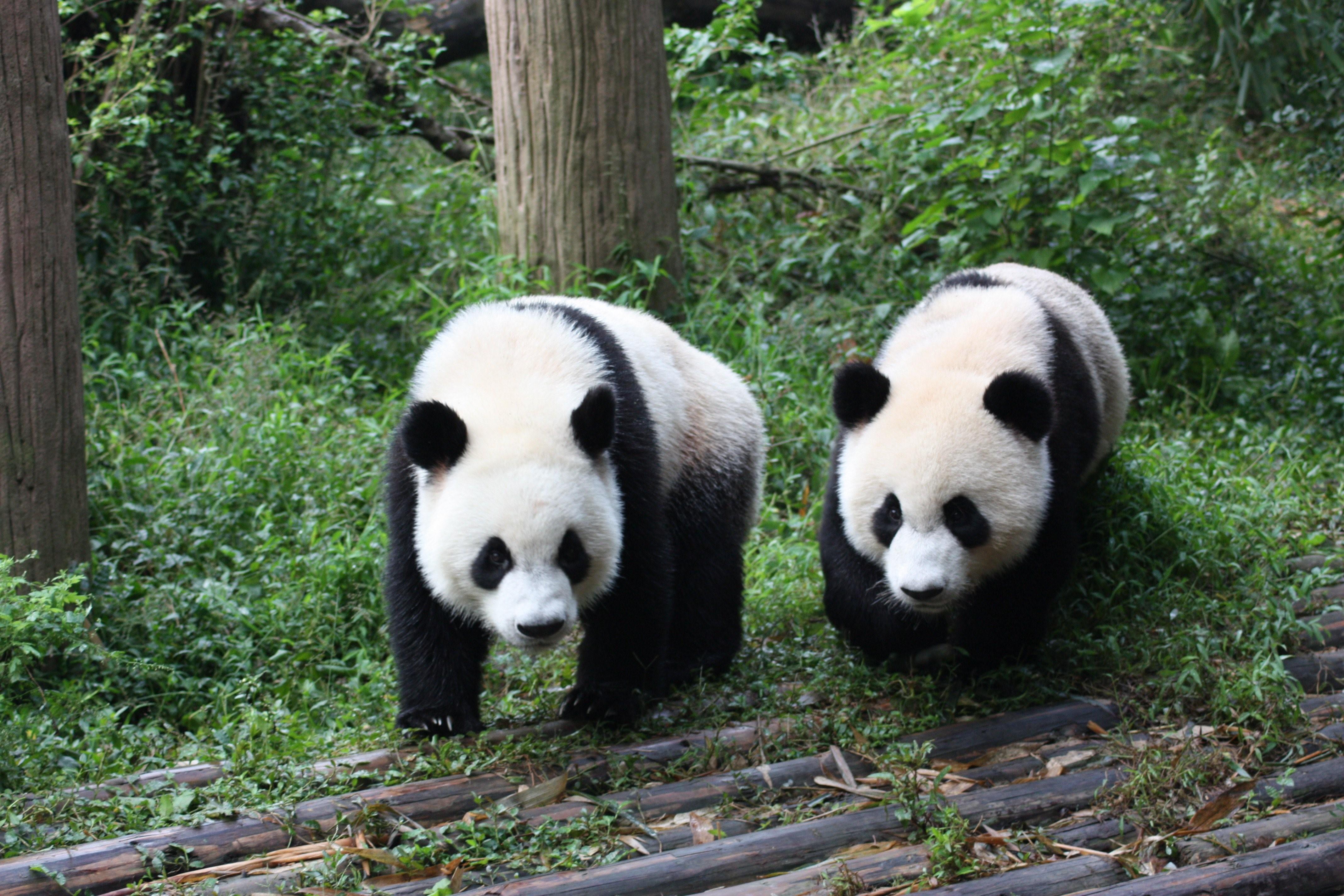 Большая бамбуковая Панда