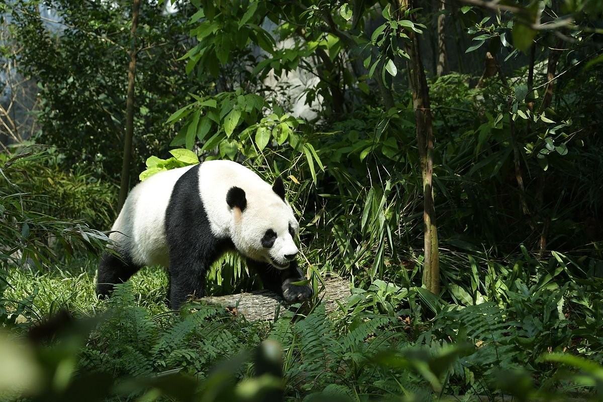 Большая панда живет. Большая бамбуковая Панда. Ареал панды. Ареал обитания панды. Панда в бамбуковом лесу.