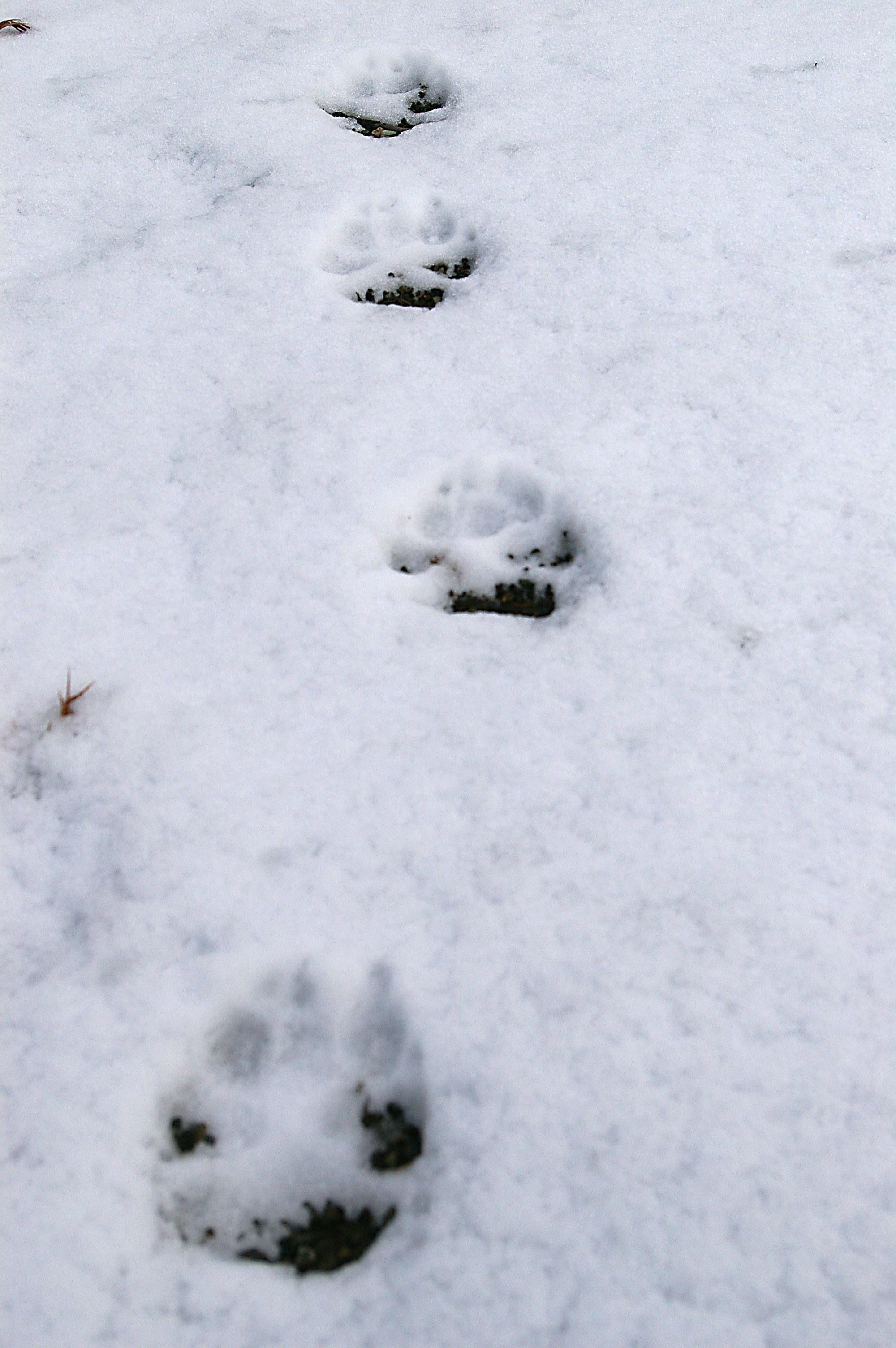 След рыси и волка на снегу фото