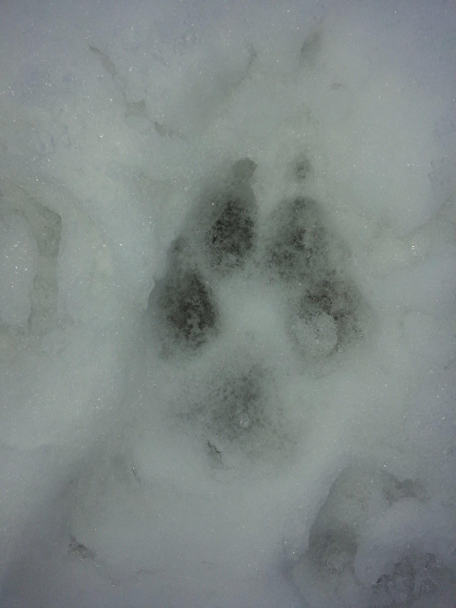 Собачьи следы на снегу фото