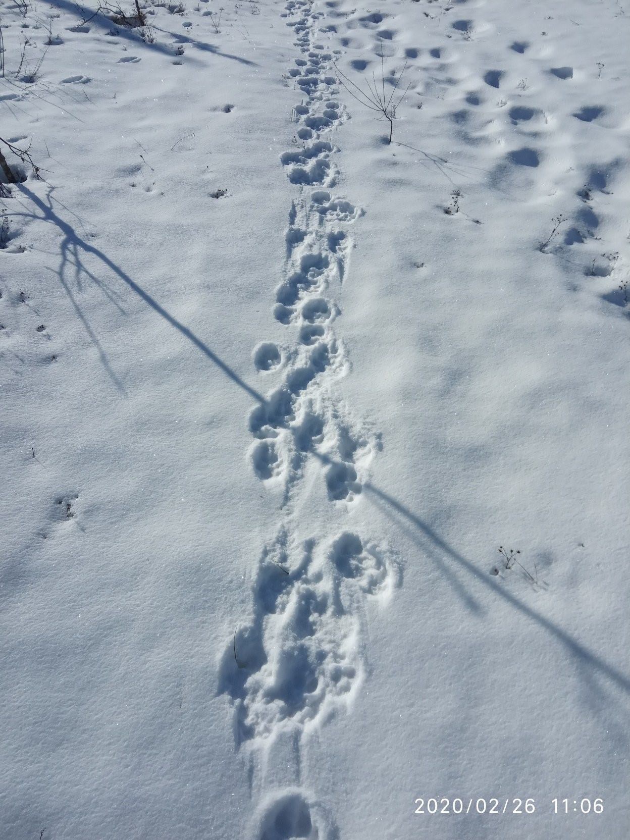 Отличие следов волка и собаки фото