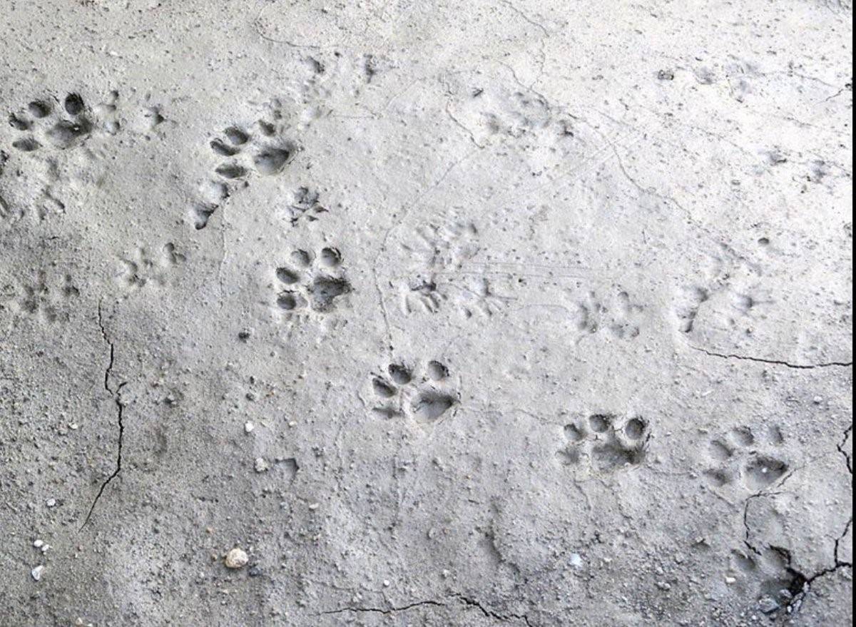 Следы луны 14 вк. Кошачьи следы на земле. Следы кошачьих лапок на снегу. Кошачьи следы на бетоне. Следы кота на песке.