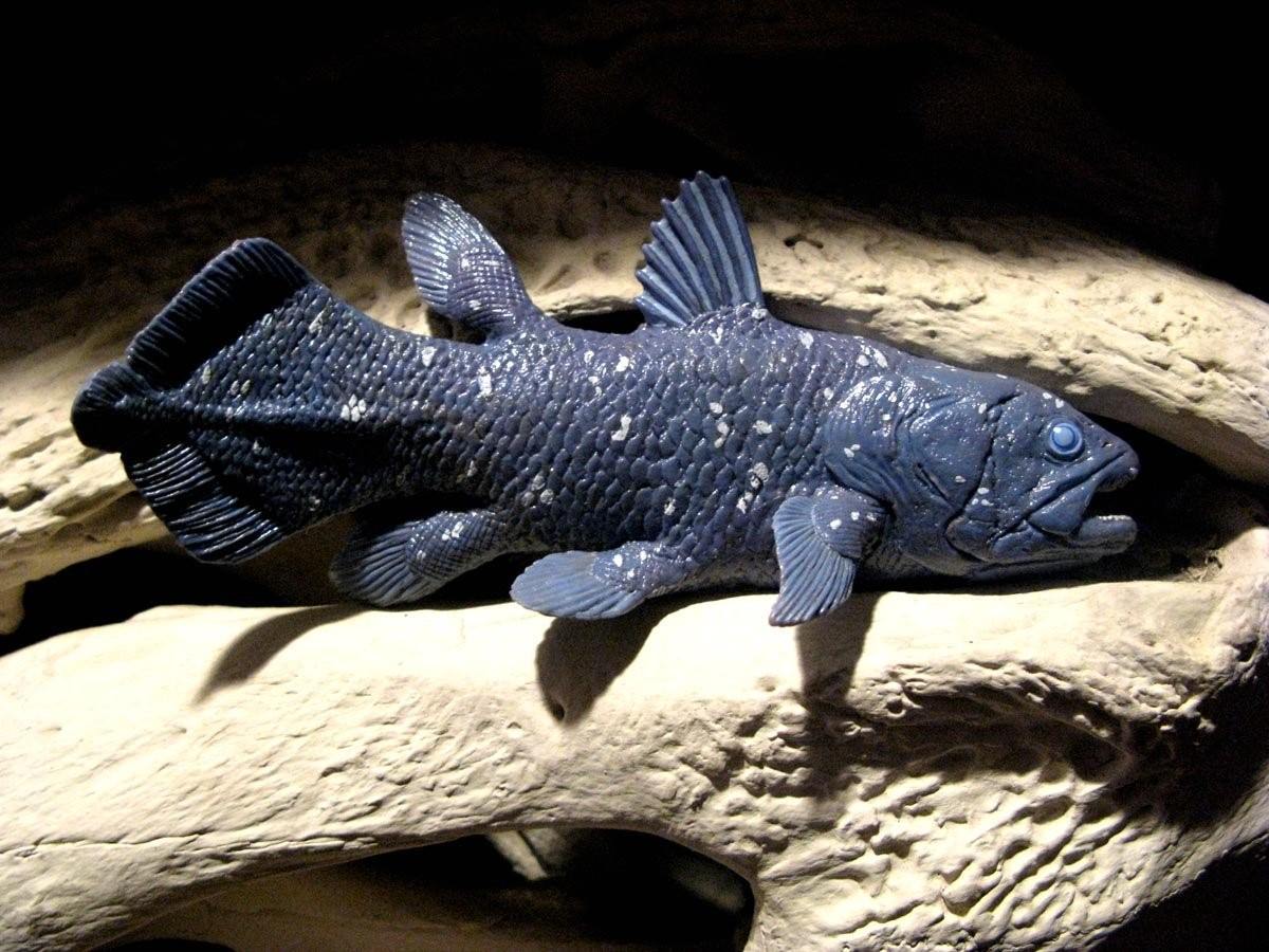 Кистеперые рыбы живут. Кистеперая рыба Латимерия. Целакант Латимерия. Целакант рыба Латимерия. Латимерия (Latimeria chalumnae ).