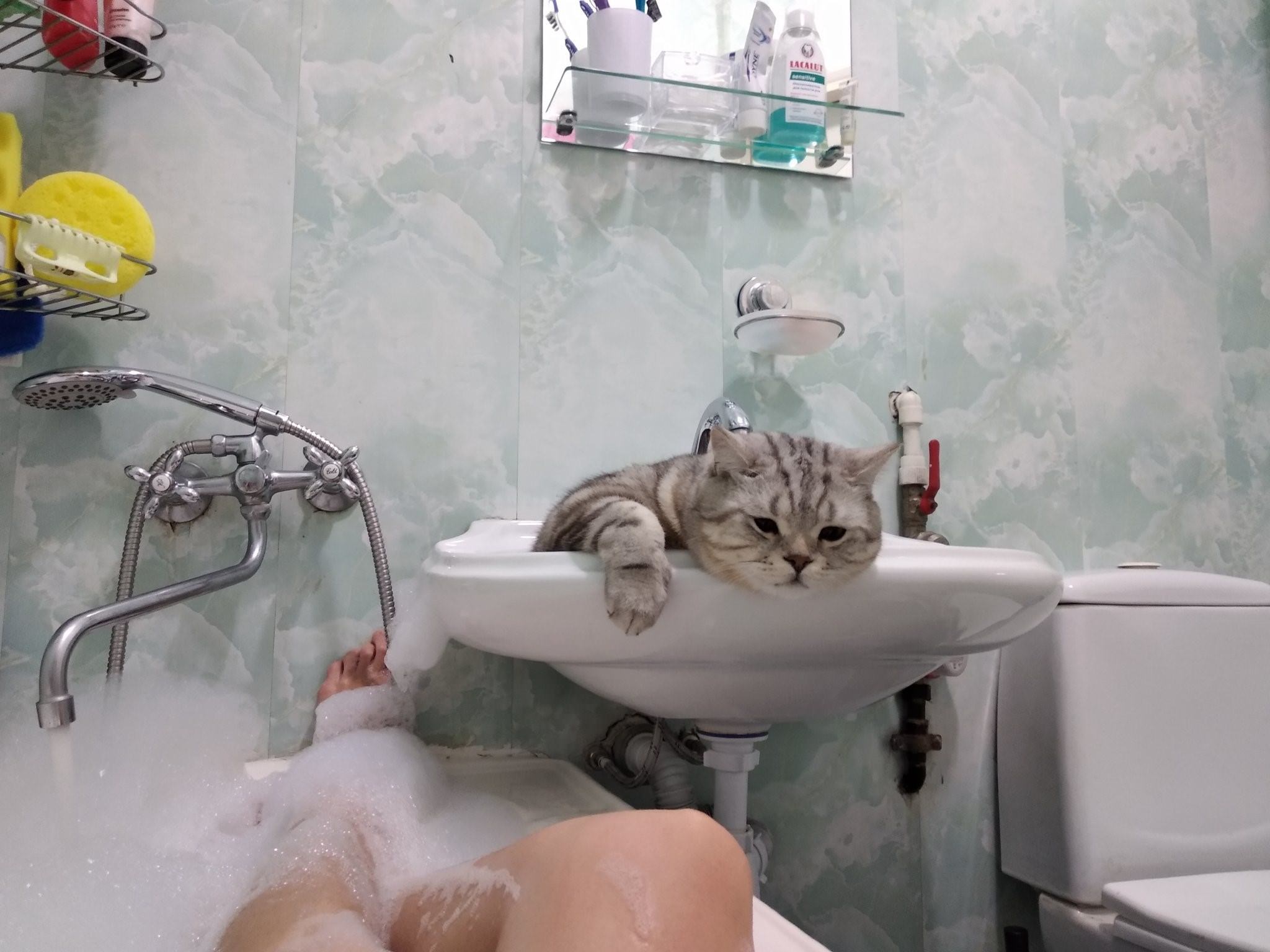 Котик в ванне. Котик в ванной. Котейка в ванной. Кошечка в ванне. Кот и ванная.