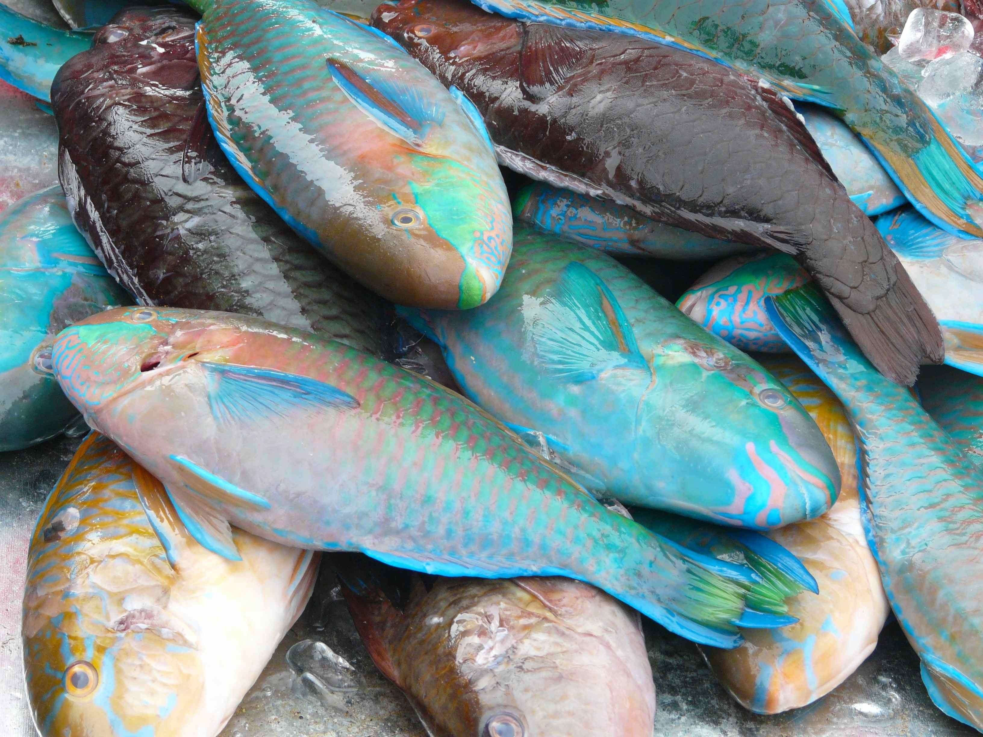 съедобная рыба черного моря