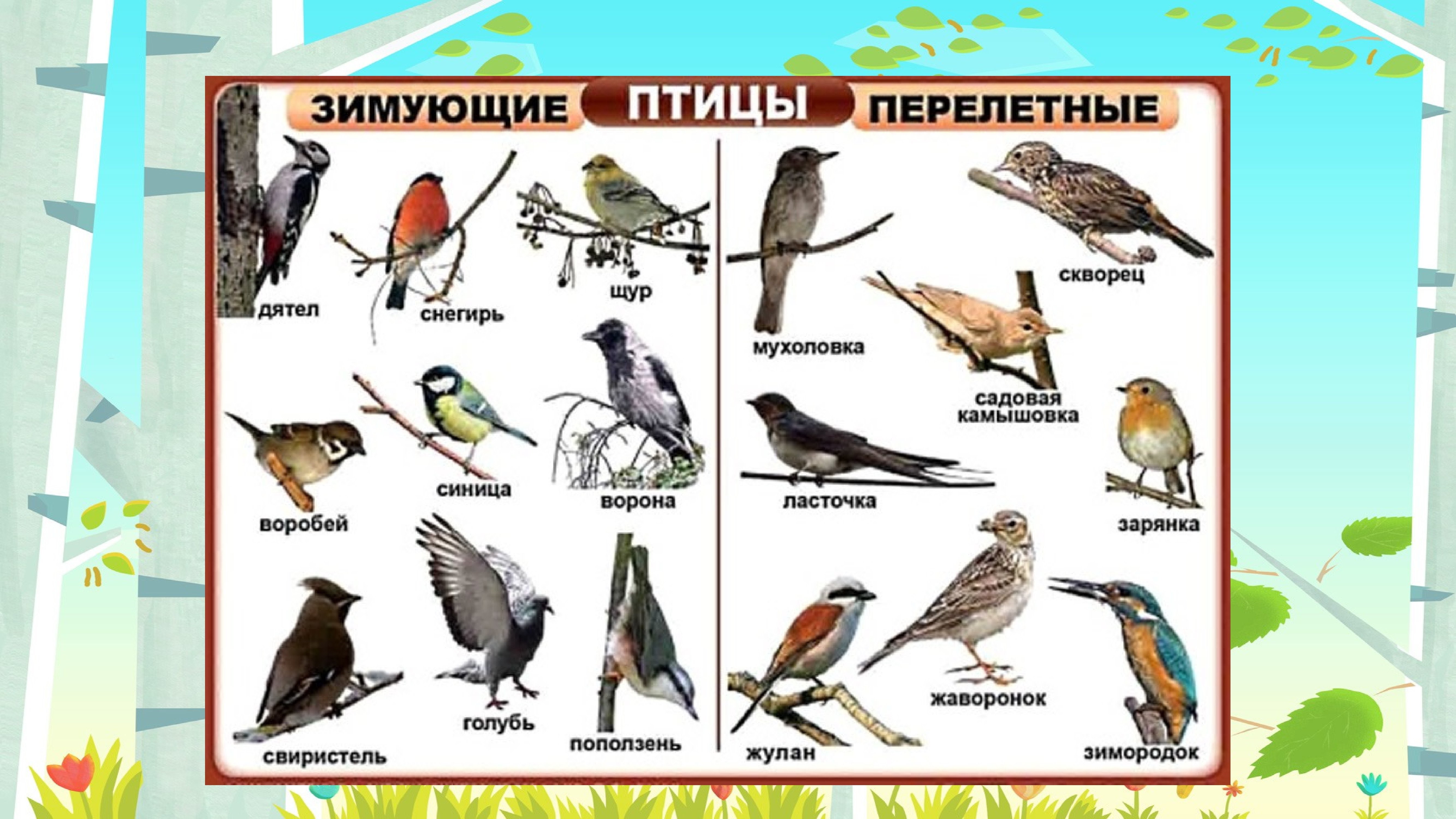 Перелетные птицы архангельской области фото с названиями