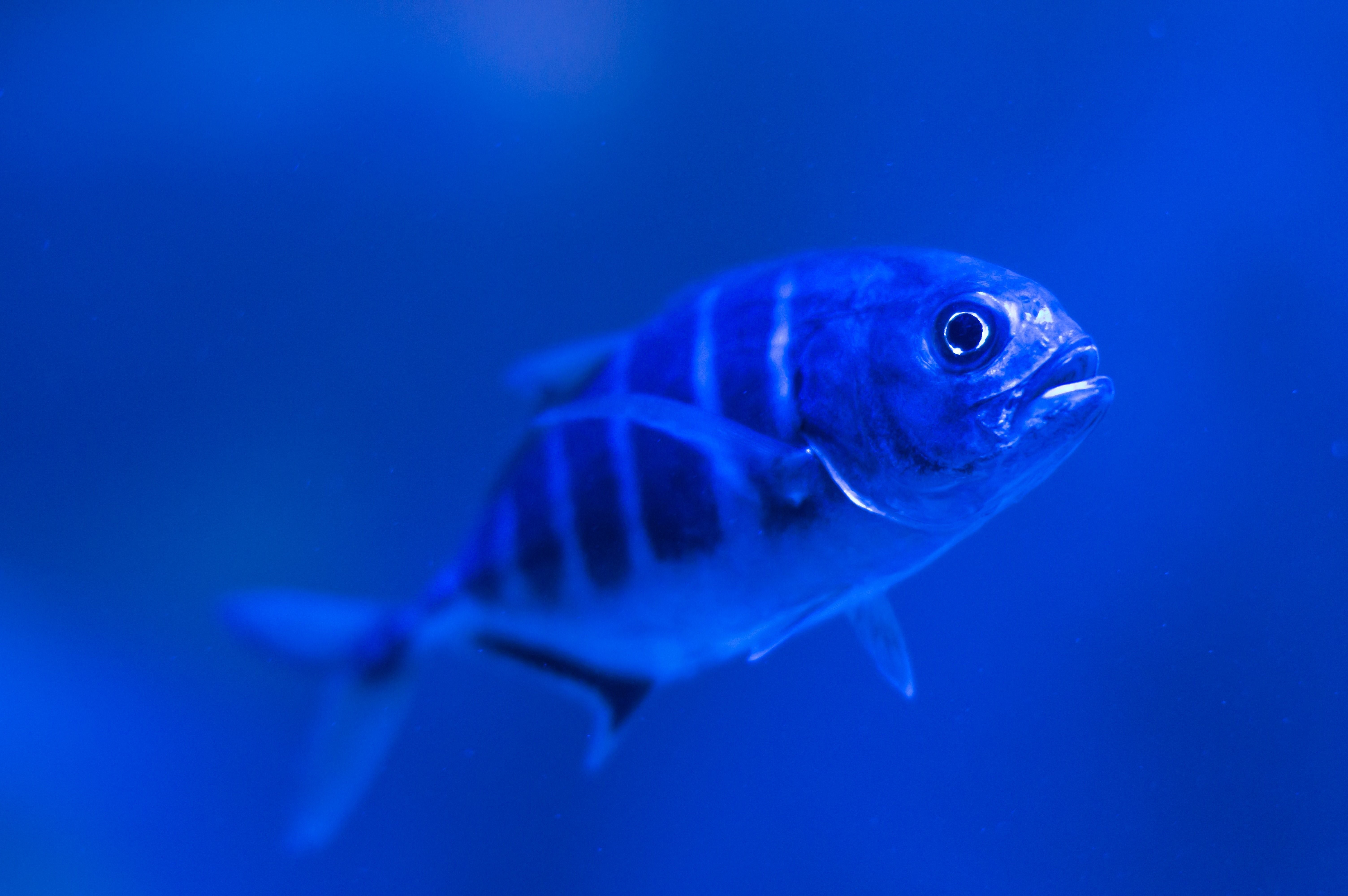 Слит и рыба. Рыбка Бетта голубая. Рыбка дори аквариумная. Рыба на синем фоне. Рыбка на синем фоне.