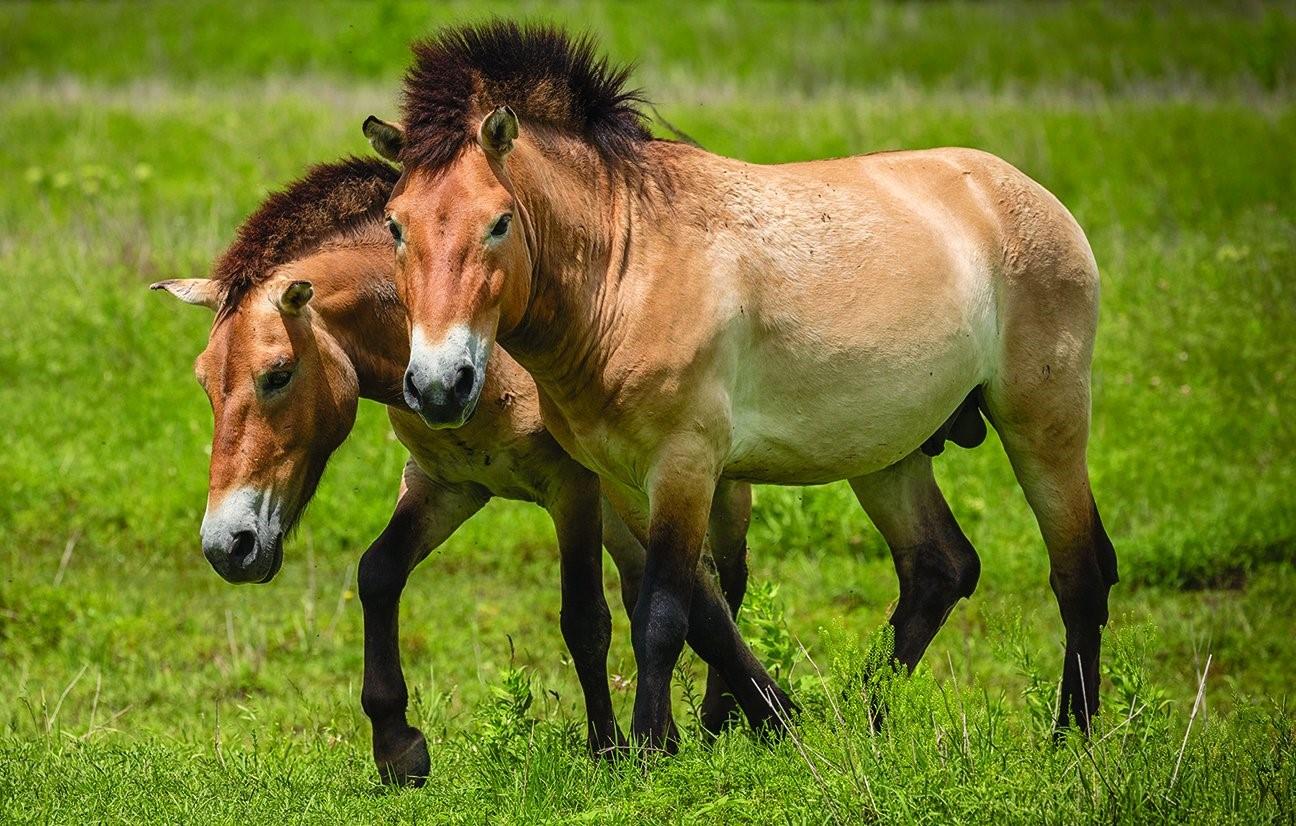 Пржевальский конь фото