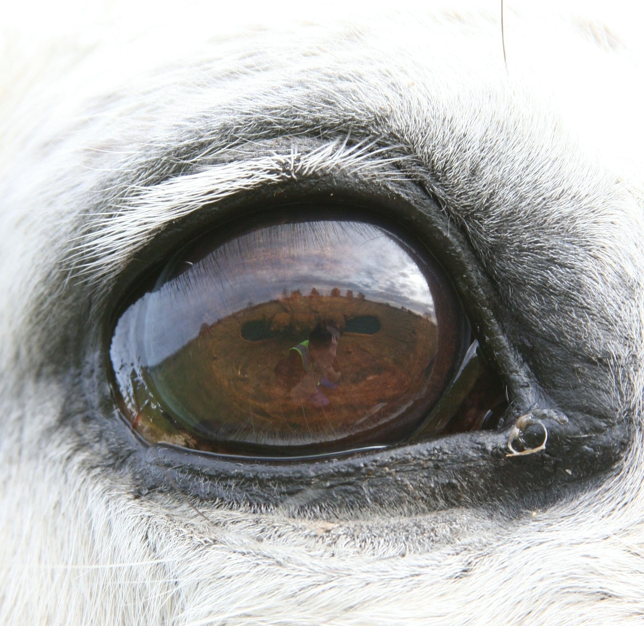 У кого квадратные зрачки. Глаз лошади. Зрачок лошади. Цвет глаз у лошадей. Лошадиный зрачок.