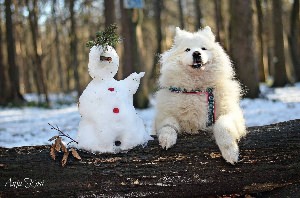 Самоед Медвежий