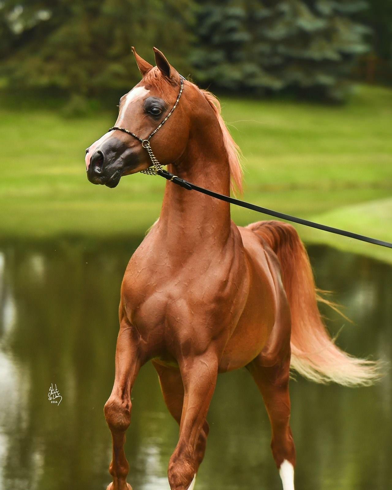 Арабские лошади фото высокого качества