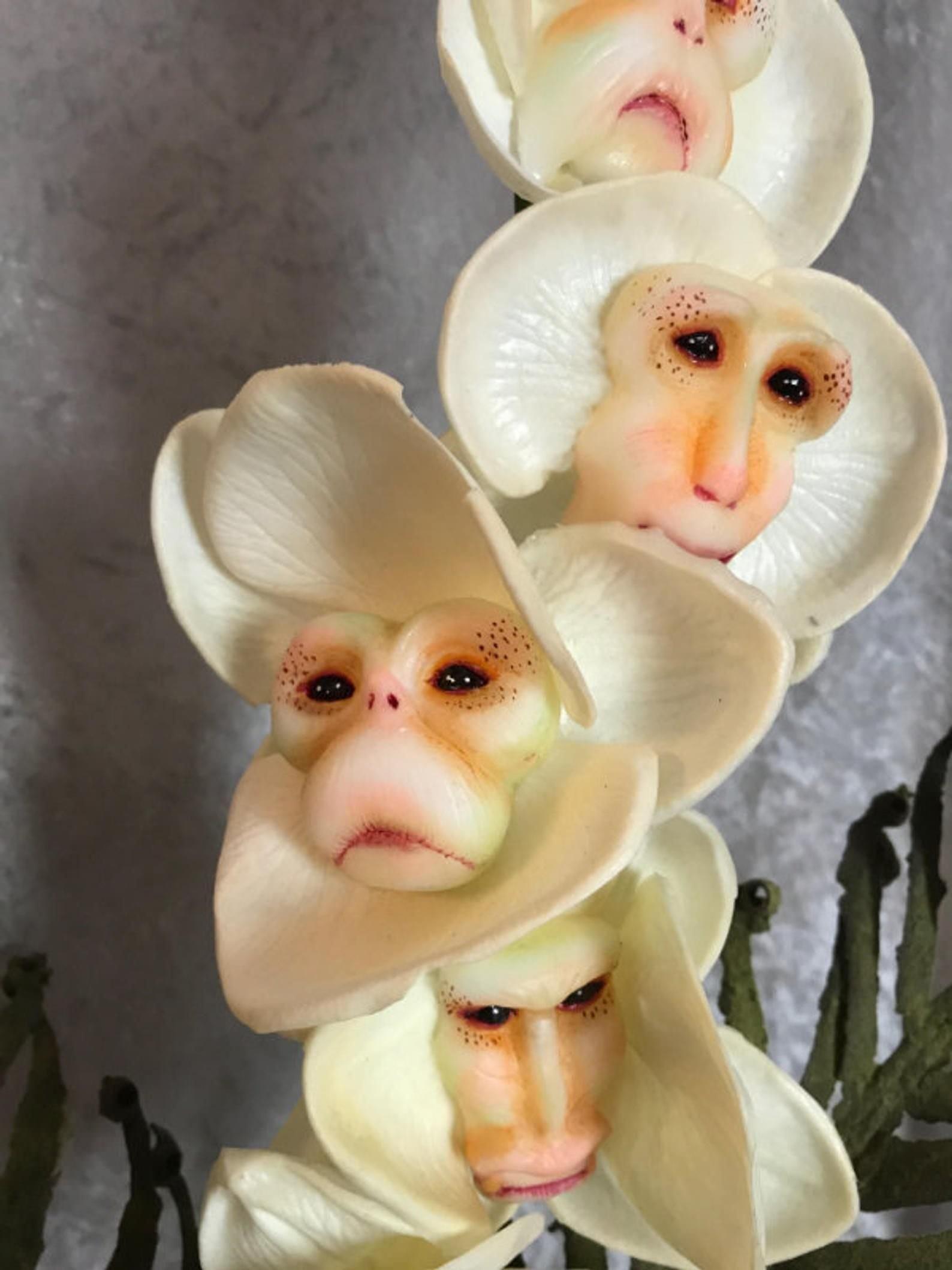 Обезьянья мордочка фото орхидея