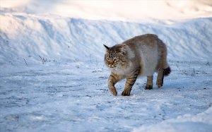 Полярный кот