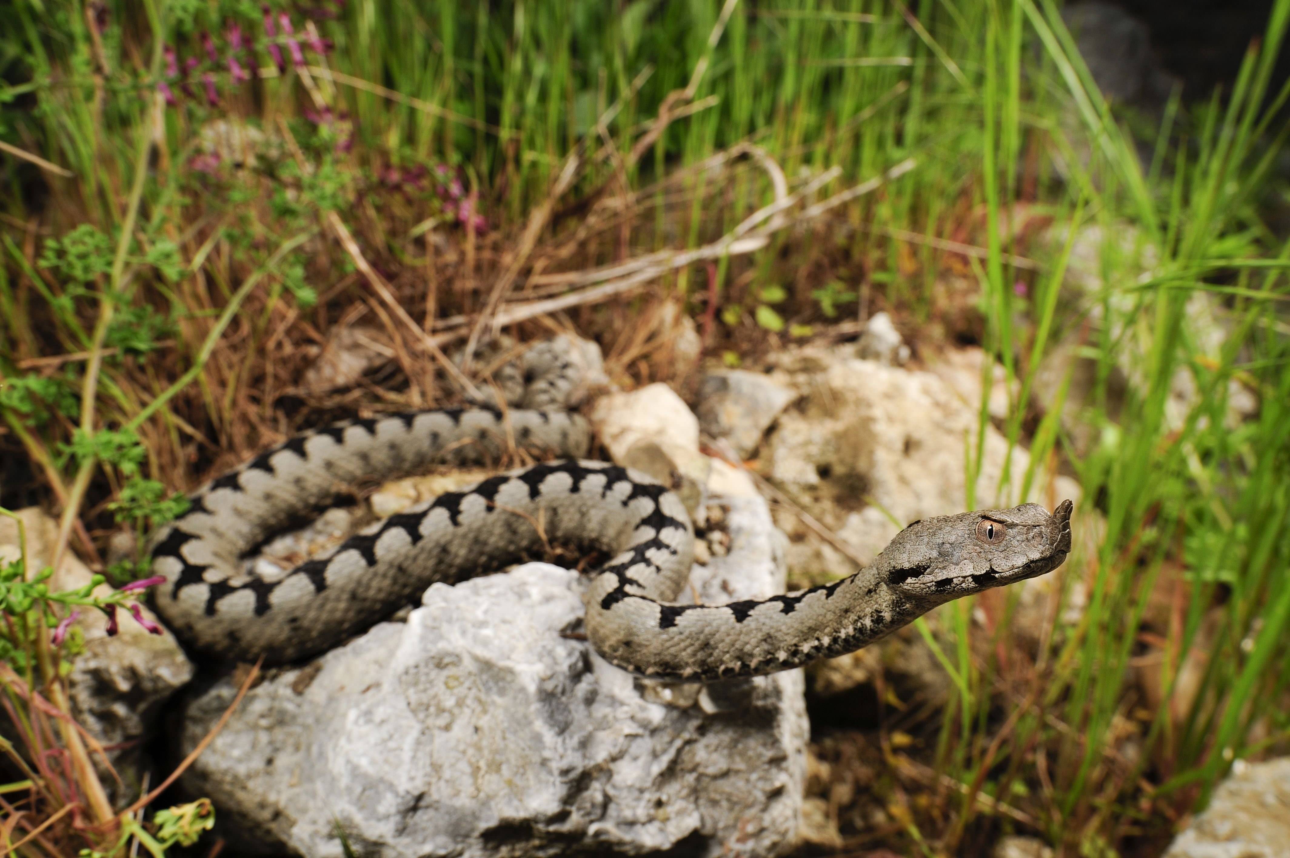 змеи черногории фото