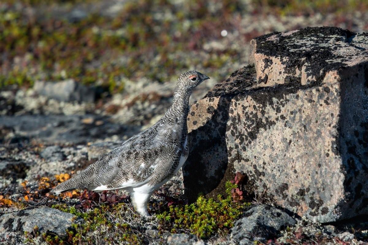 Хищные птицы кольского полуострова фото и название