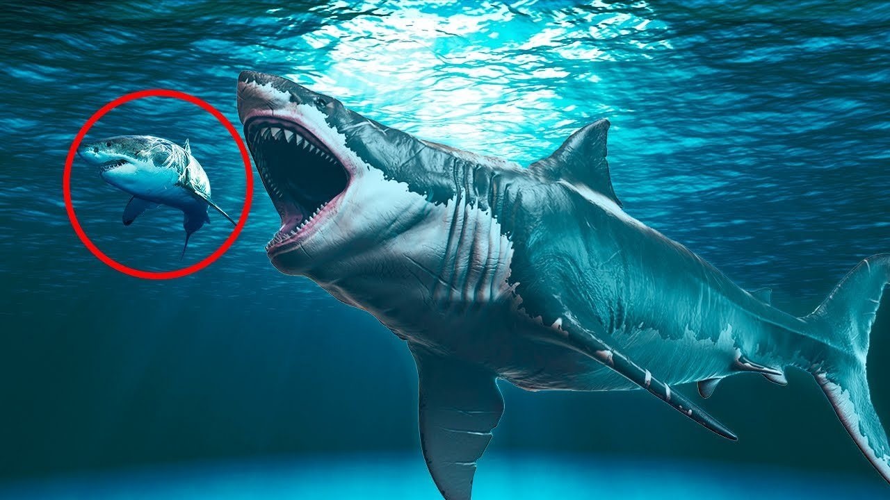 Акула мегалодон фото и белая акула