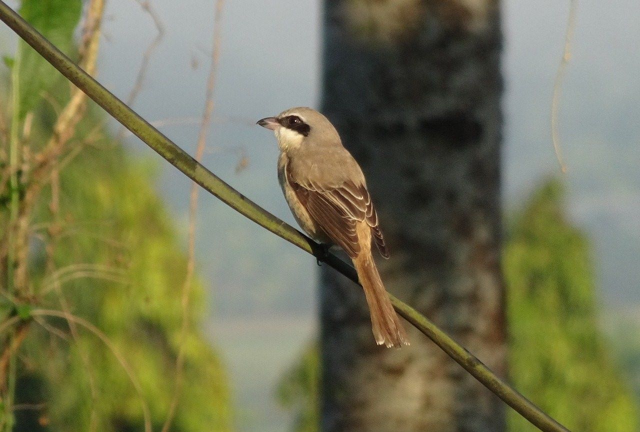 Серая птичка с коричневым хвостом фото