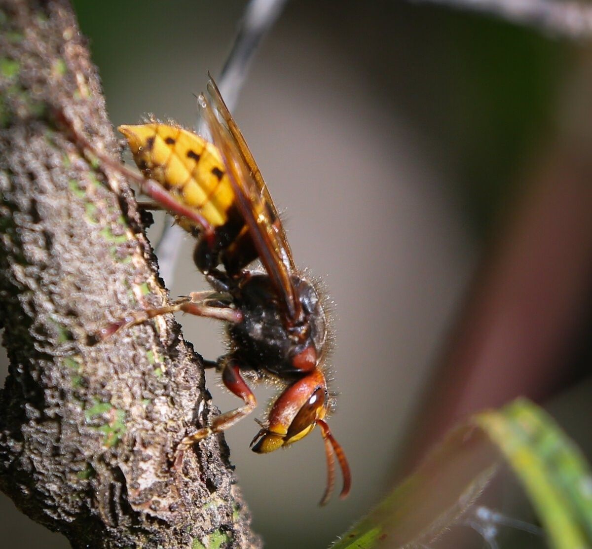 Жук майка личинка на пчеле фото